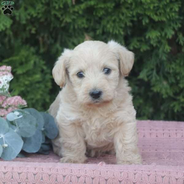 River, West Highland Terrier Puppy